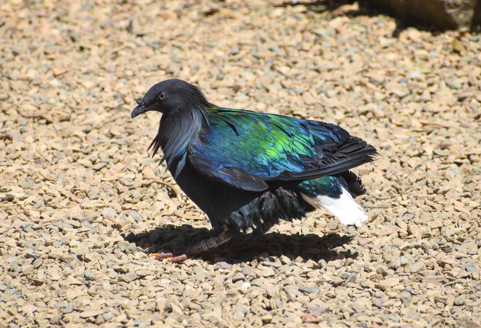 Nicobar Pigeon