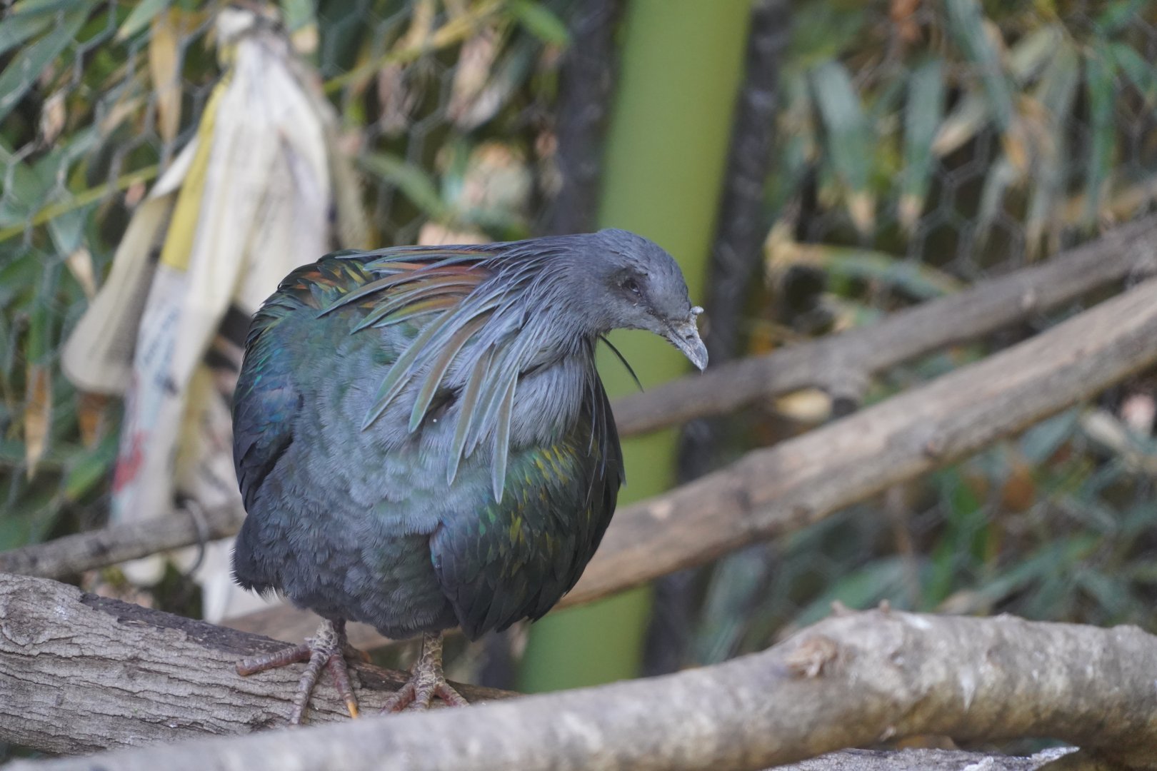 Nicobar pigeon