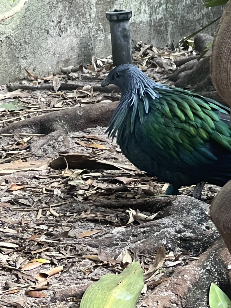 Nicobar Pigeon