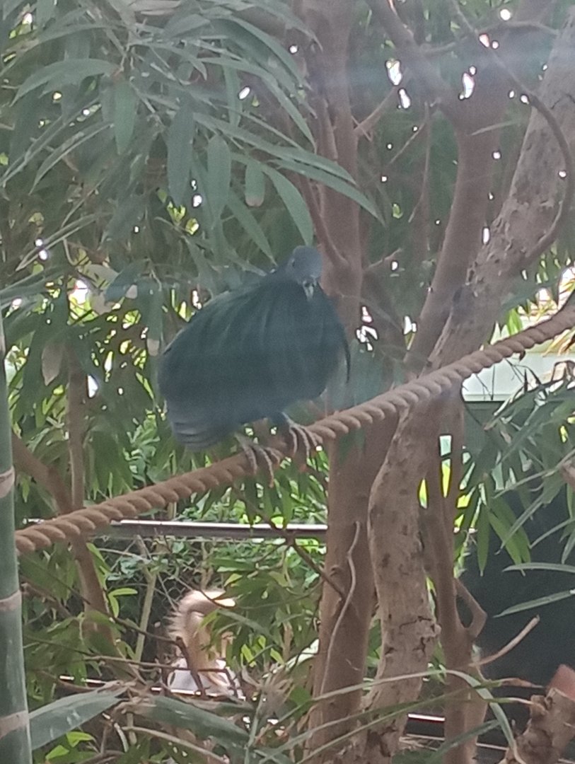Nicobar pigeon