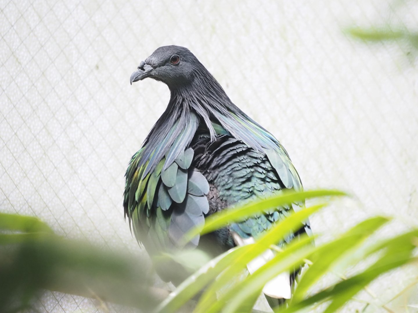 Nicobar Pigeon