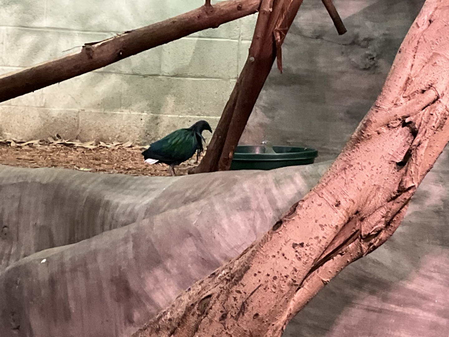 Nicobar Pigeon