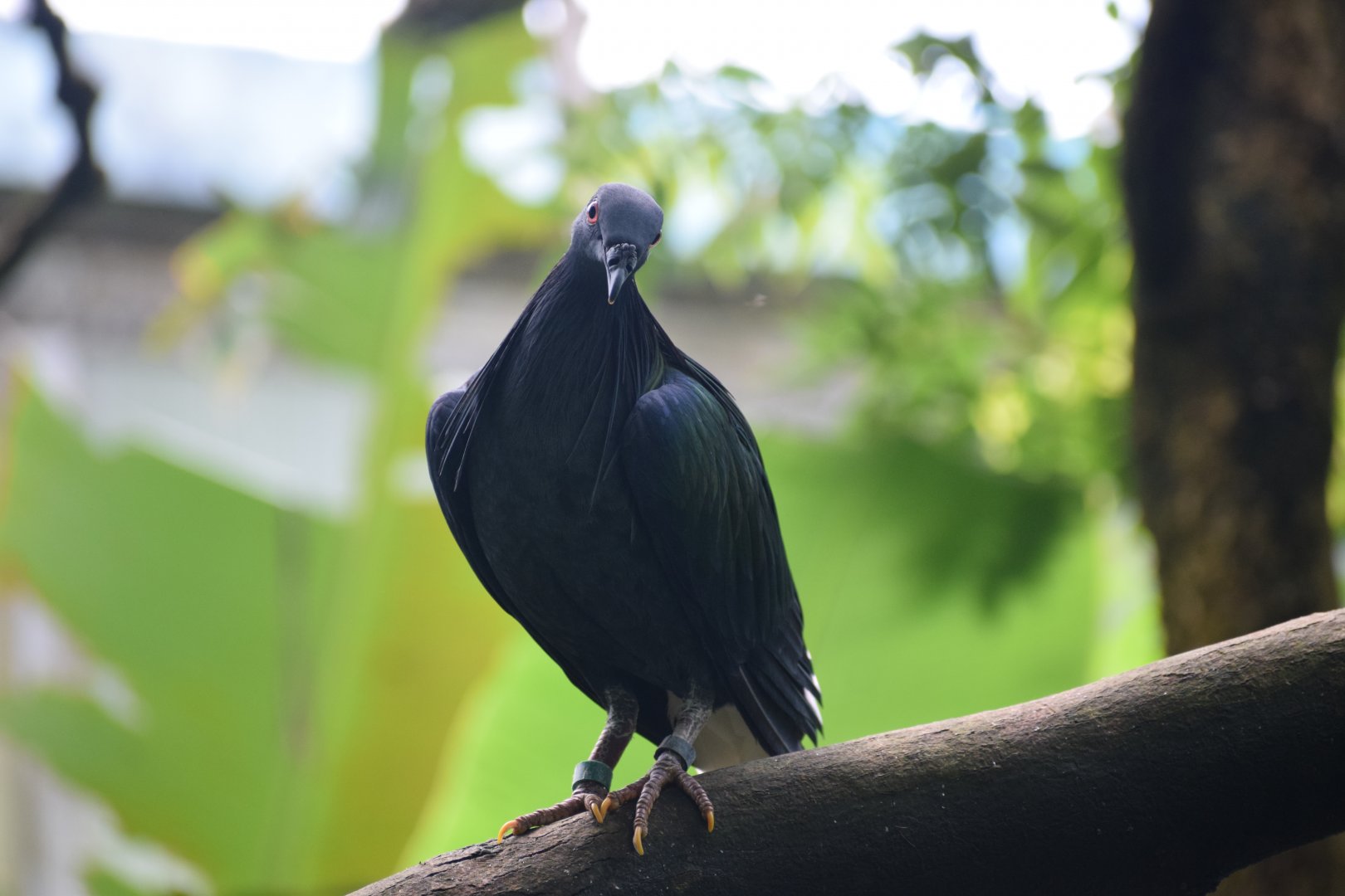 Nicobar pigeon