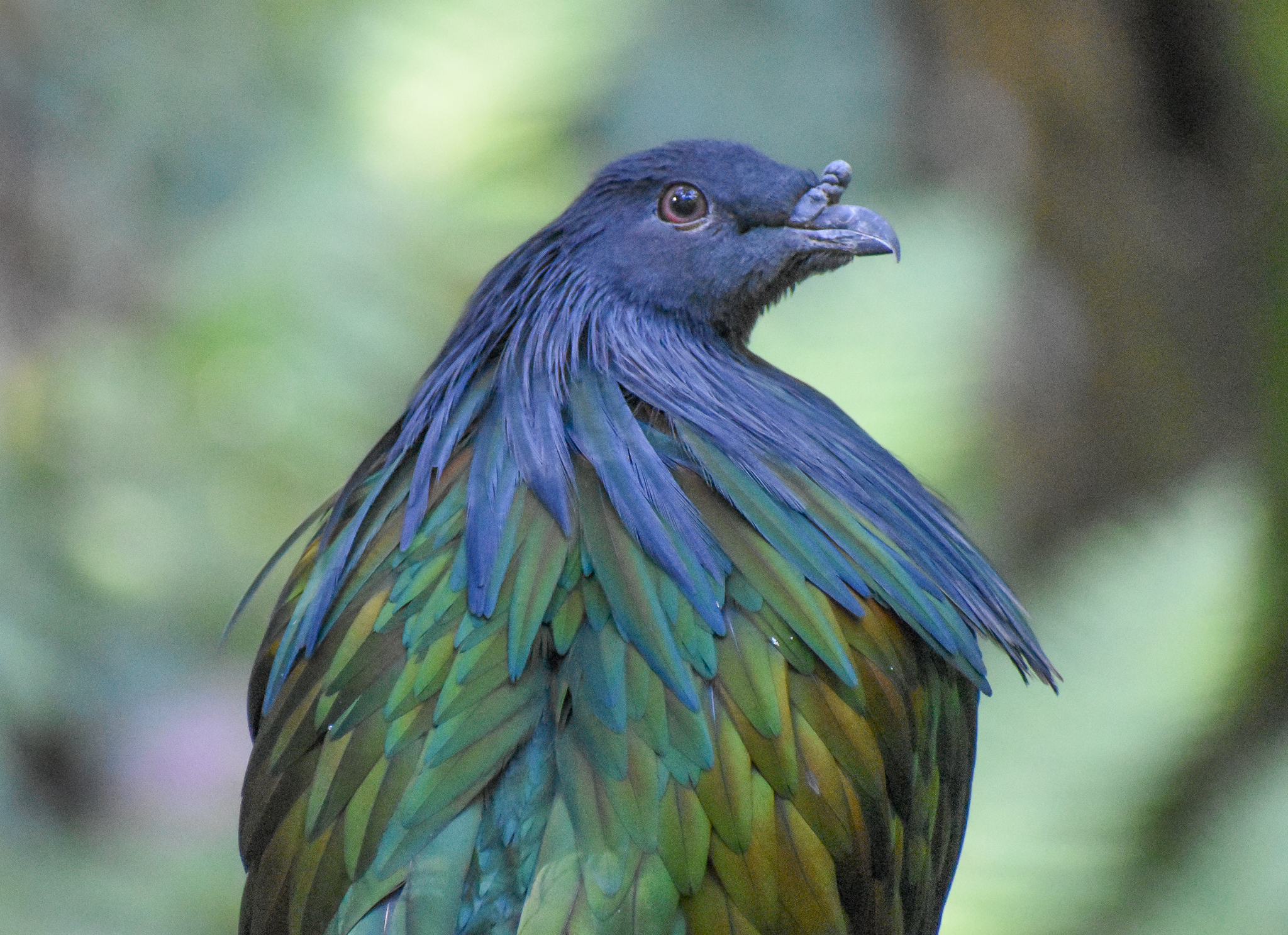 Nicobar Pigeon