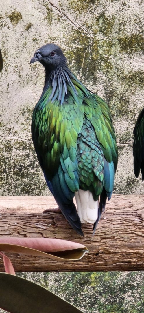 Nicobar pigeon