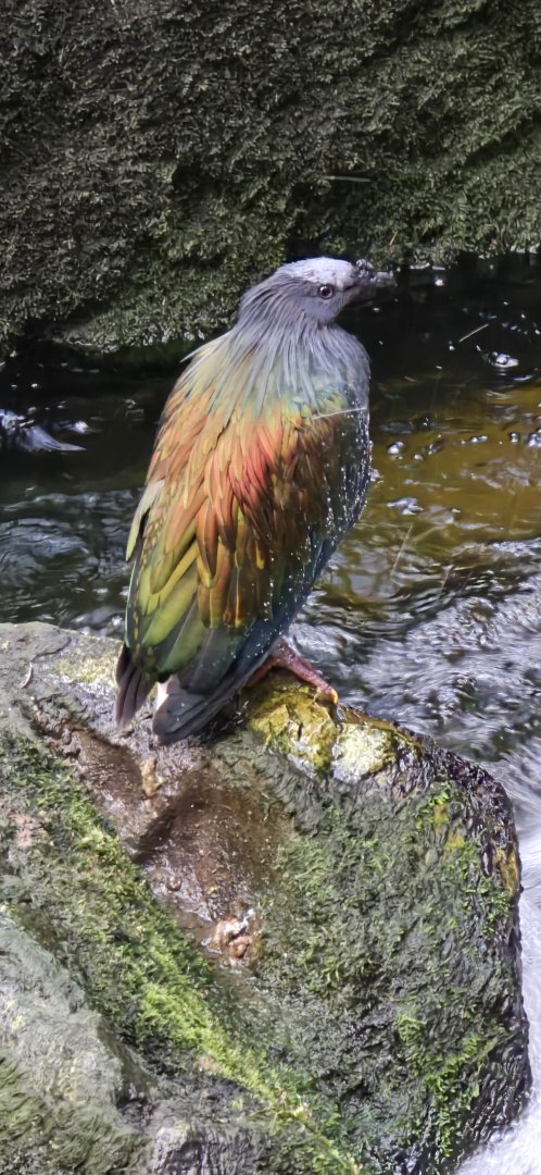 Nicobar pigeon