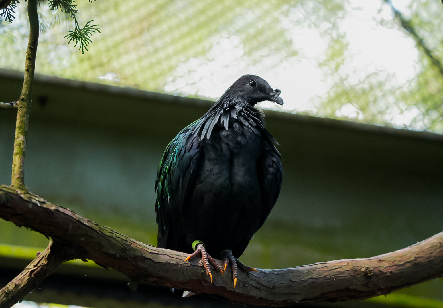 Nicobar Pigeon