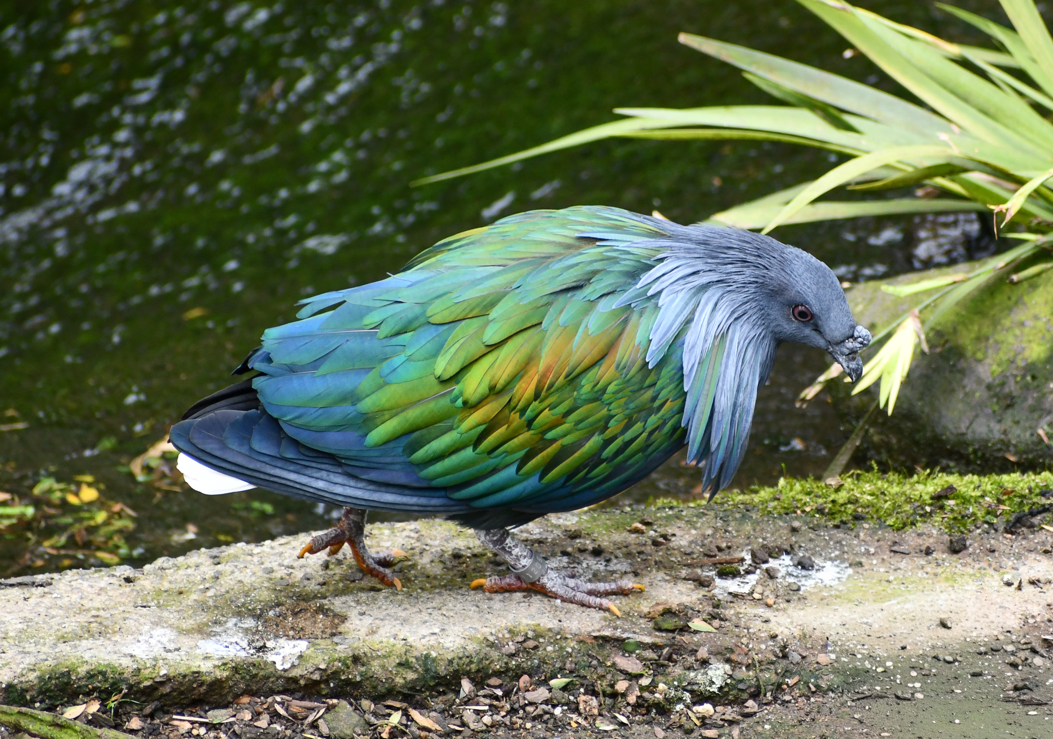 Nicobar Pigeon