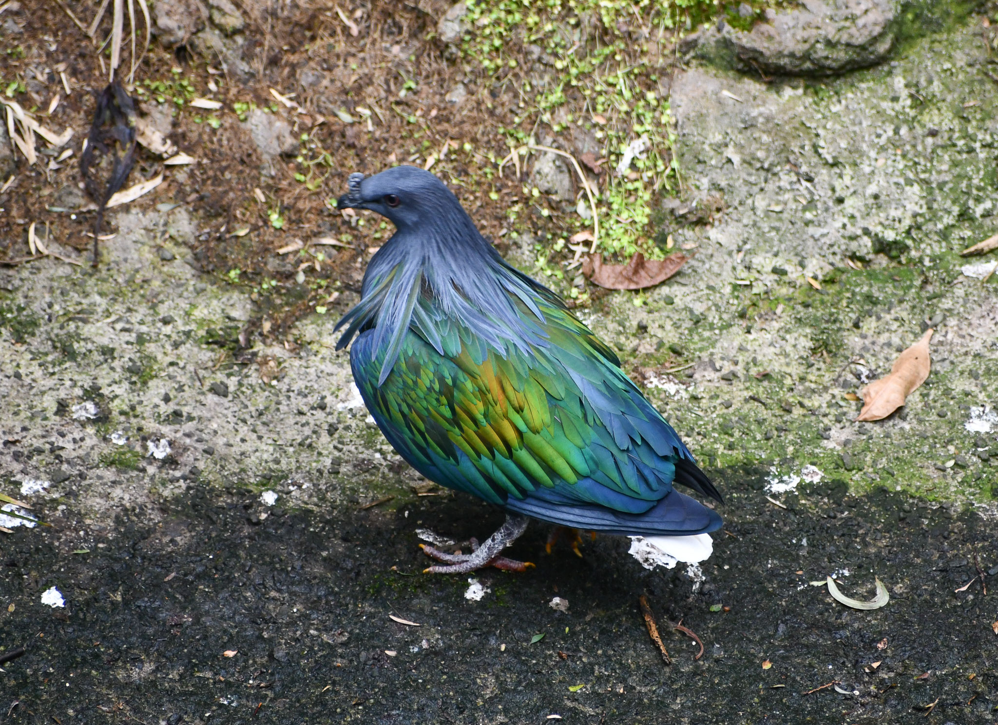 Nicobar Pigeon