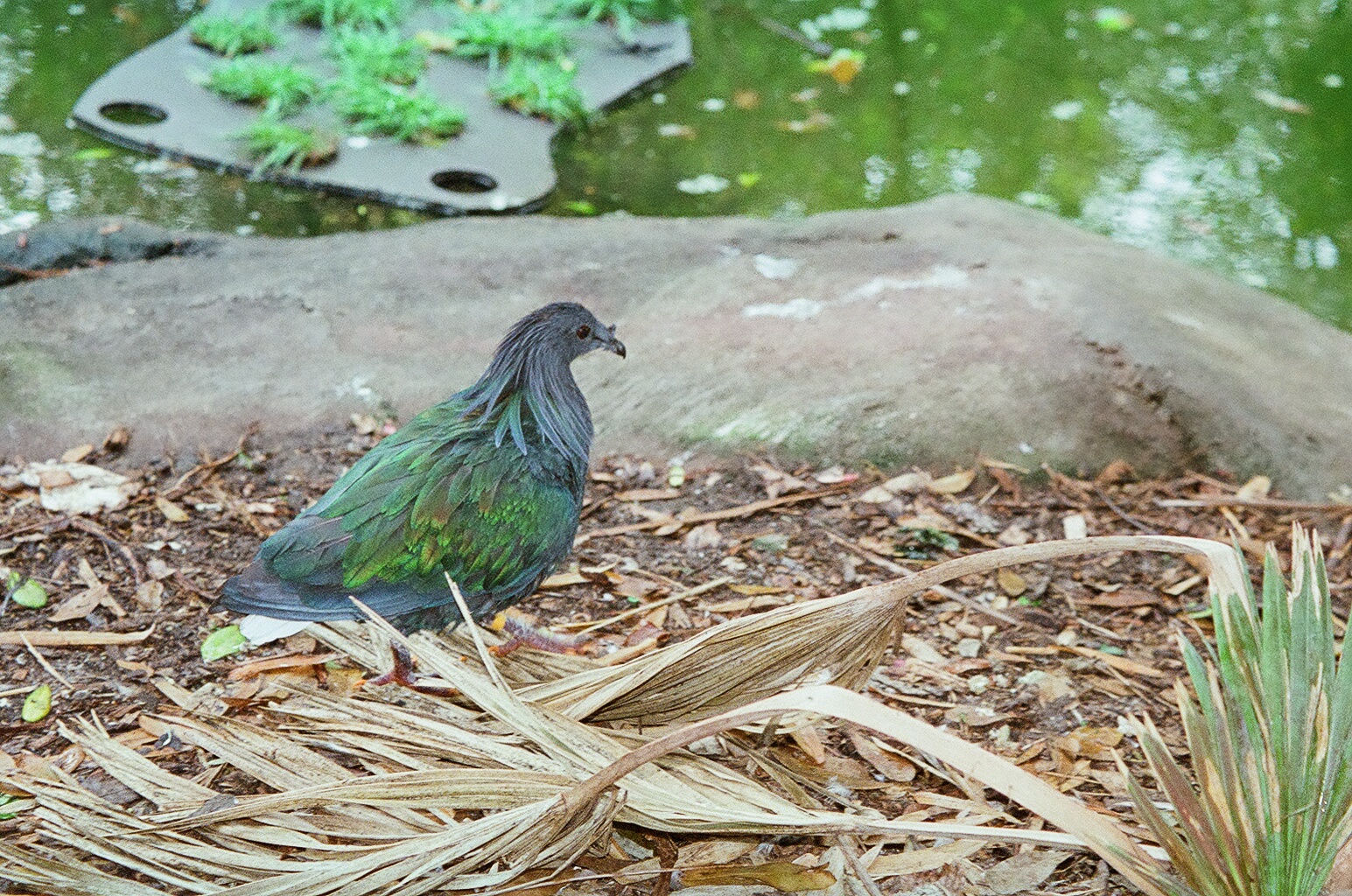 Nicobar Pigeon