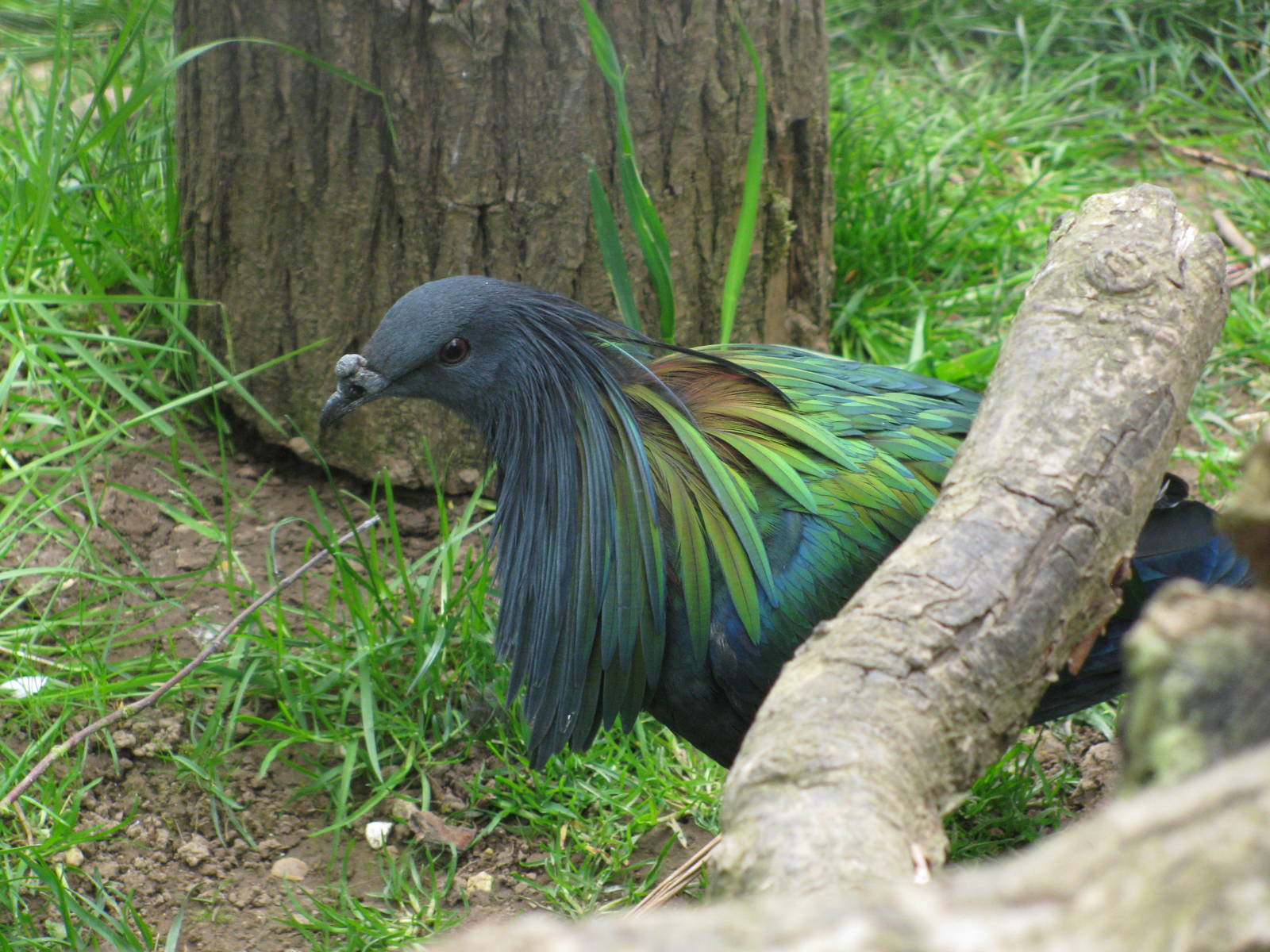 Nicobar Pigeon