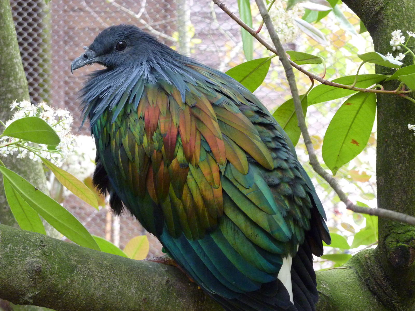 Nicobar Pigeon