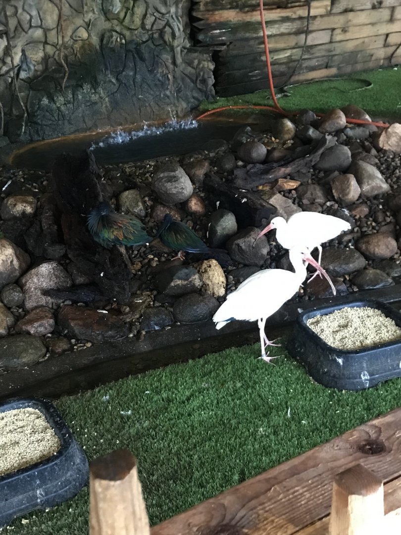 Nicobar Pigeons & American White Ibises