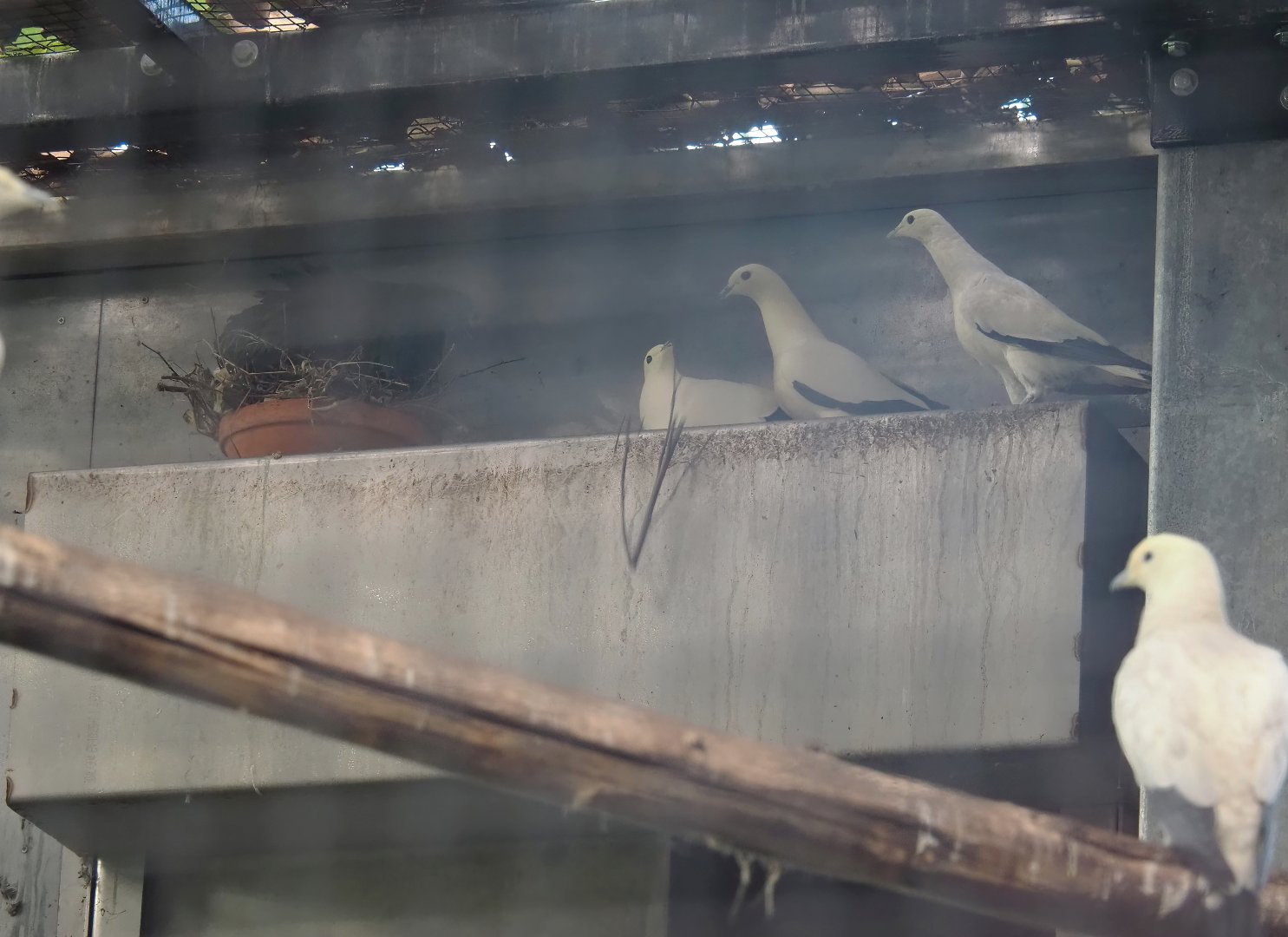 Nicobar pigeons and Pied imperial pigeons building nests, 2025-03-02