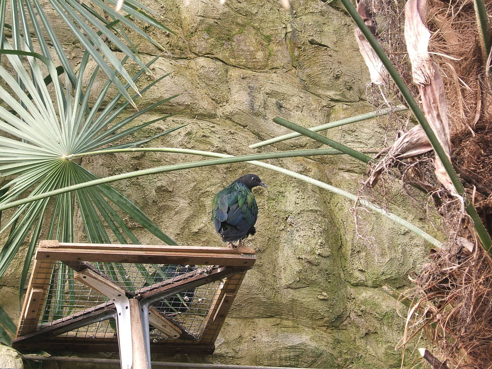 Nicobar pigeons at RSCC, 2 April 2010