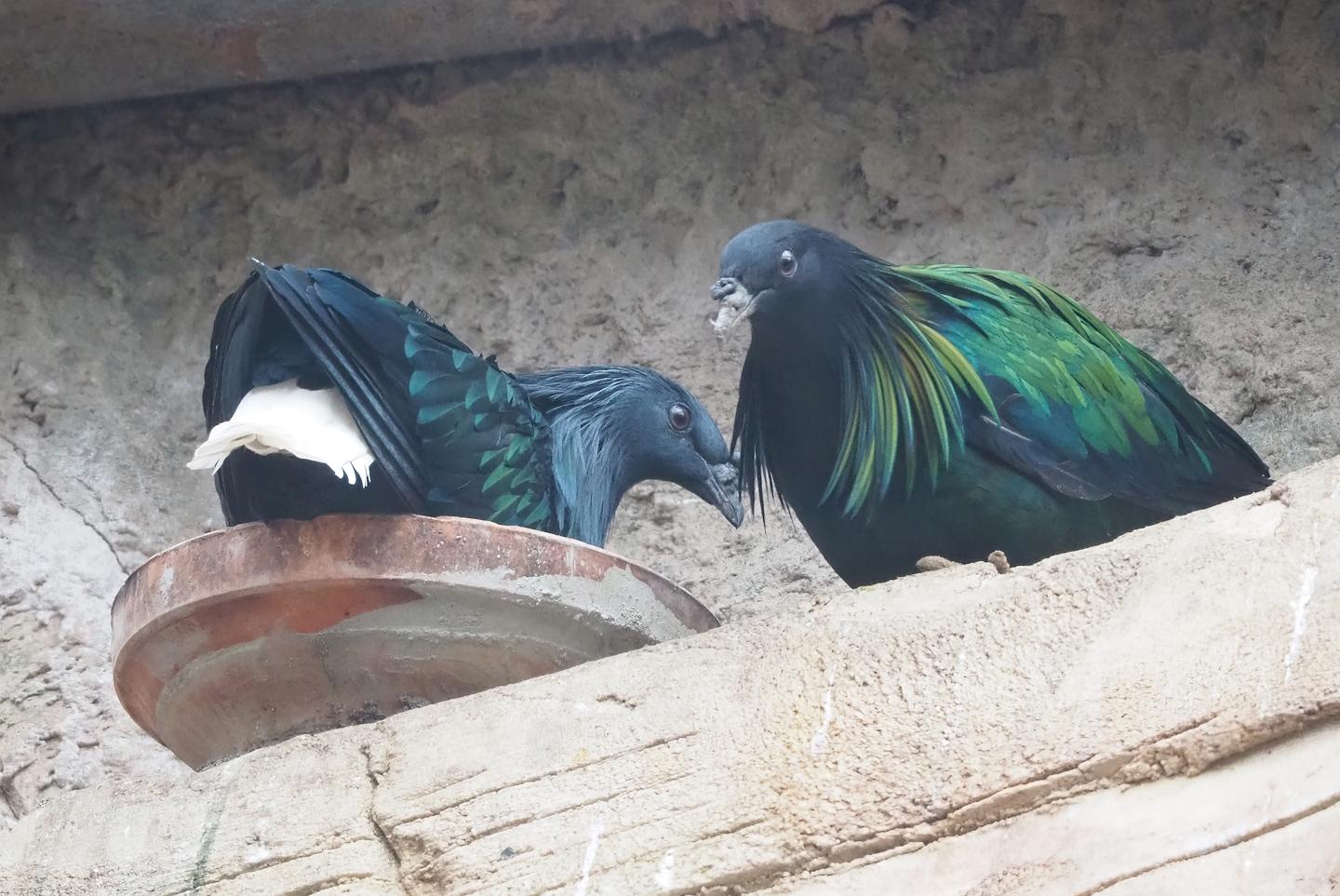 Nicobar pigeons (Caloenas nicobarica), 2023-04-18