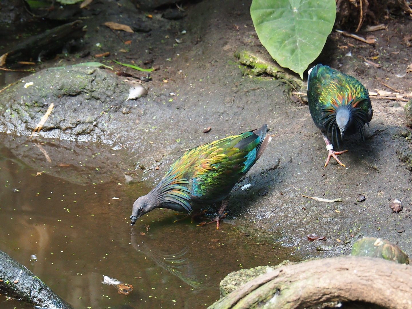 Nicobar pigeons (Caloenas nicobarica), Sep 2nd, 2018