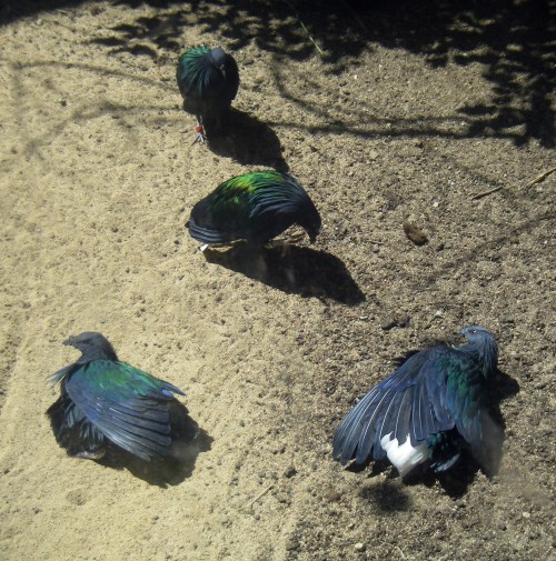 Nicobar Pigeons (Caloenas nicobarica)