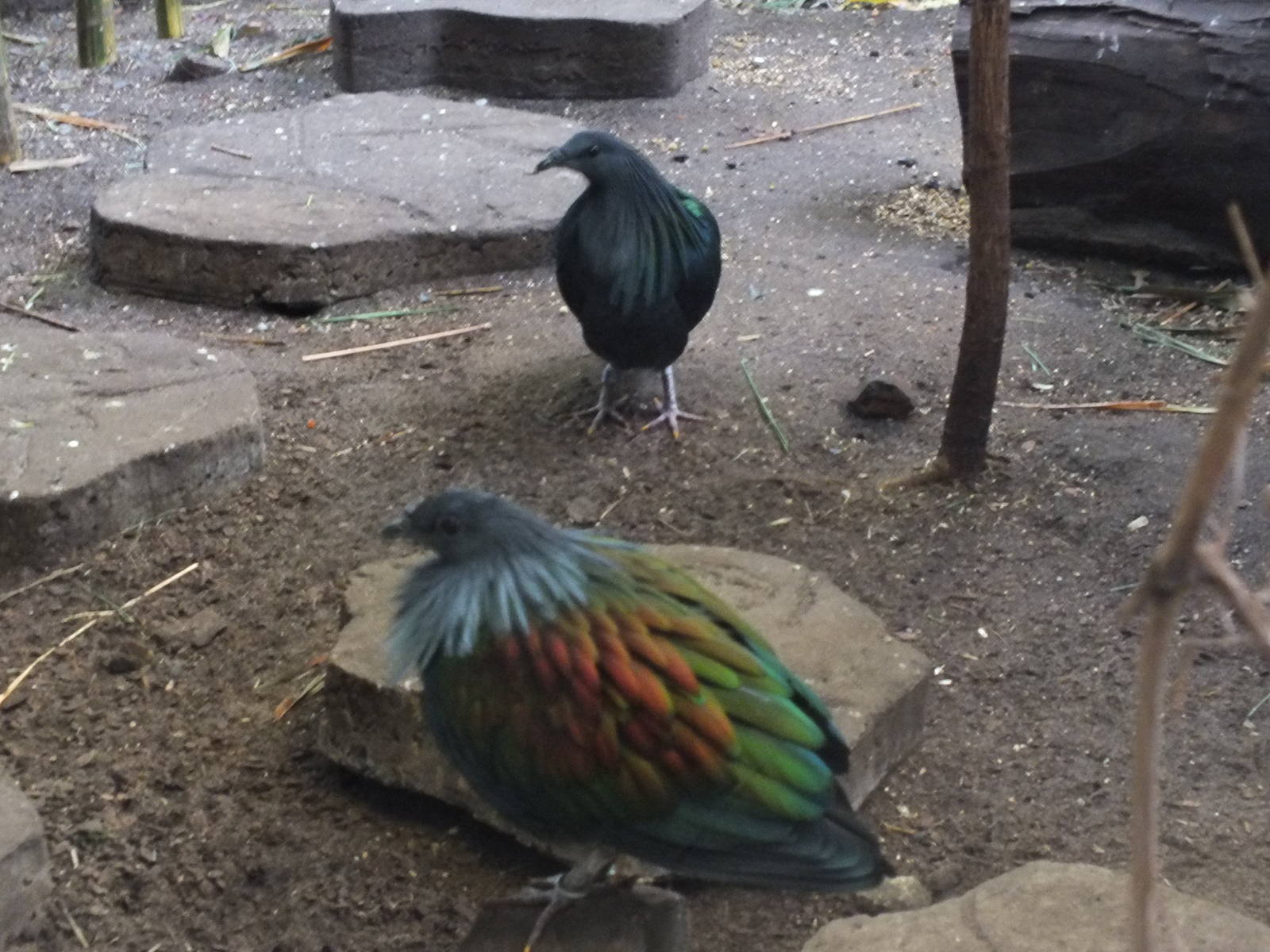 Nicobar pigeons in walk-though aviary