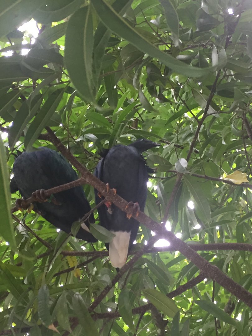 Nicobar Pigeons