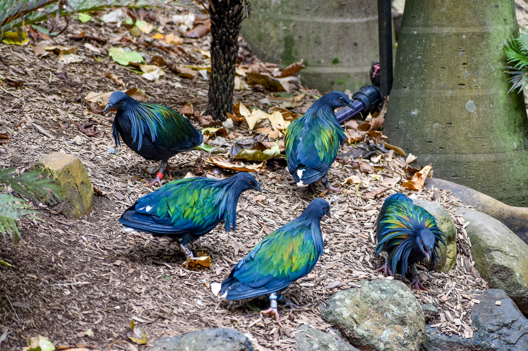 Nicobar Pigeons