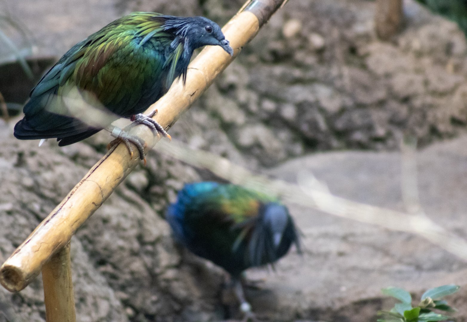 Nicobar Pigeons