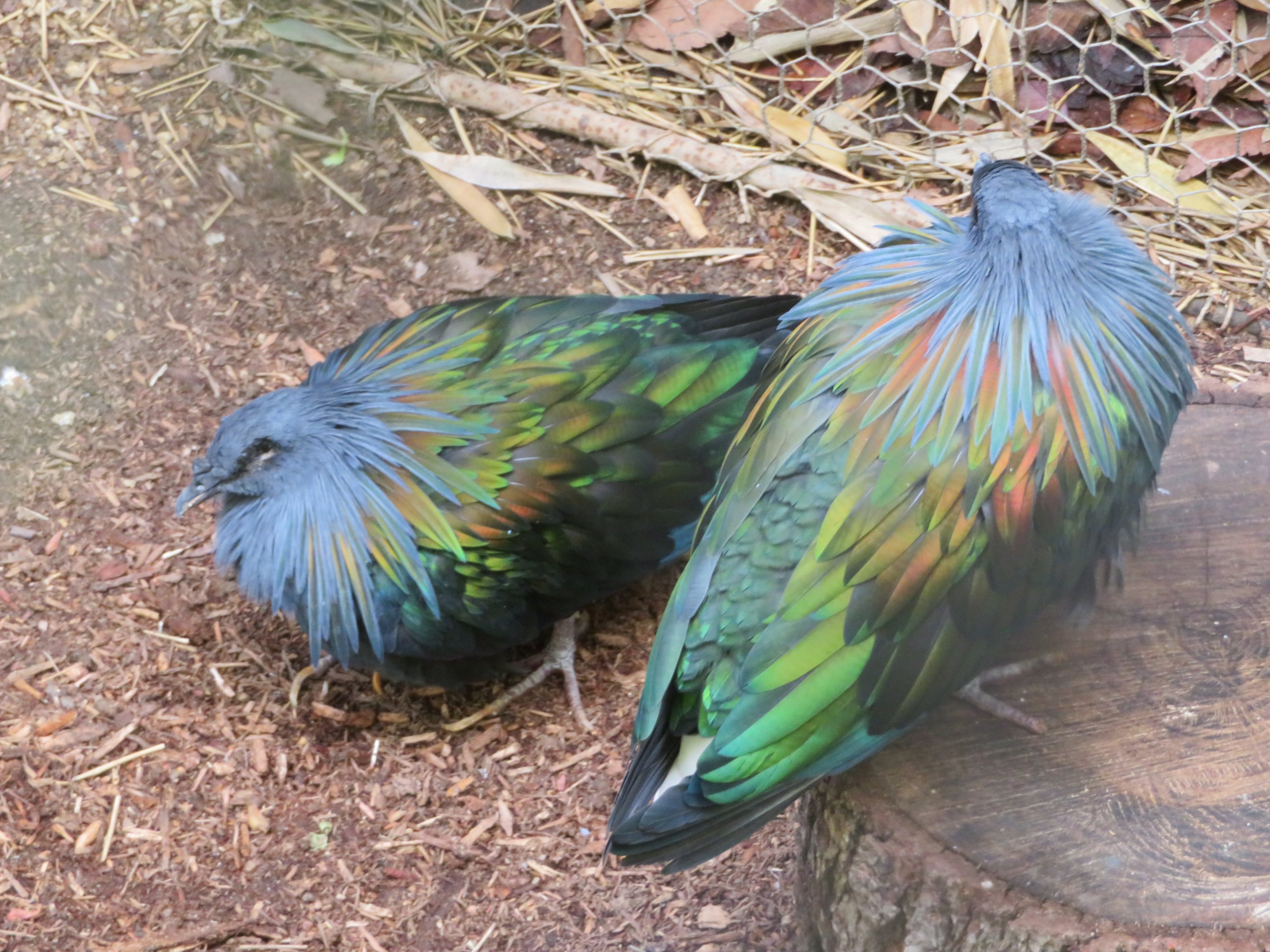 Nicobar Pigeons