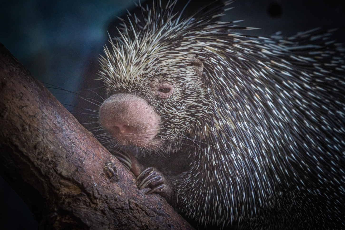 Nicole the female Brazilian Porcupine