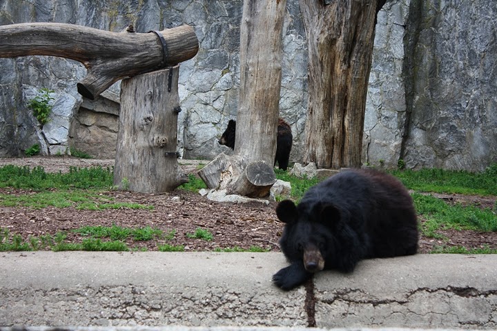 Niedźwiedź malajski, biruang (Helarctos malayanus)