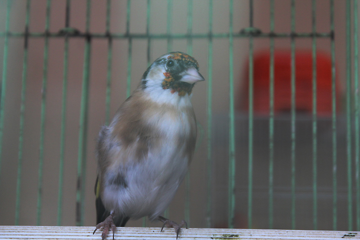 Niedieck's goldfinch (Carduelis carduelis cf. niediecki)