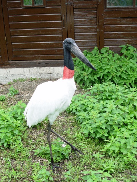Niendorf Bird Park - Jabiru