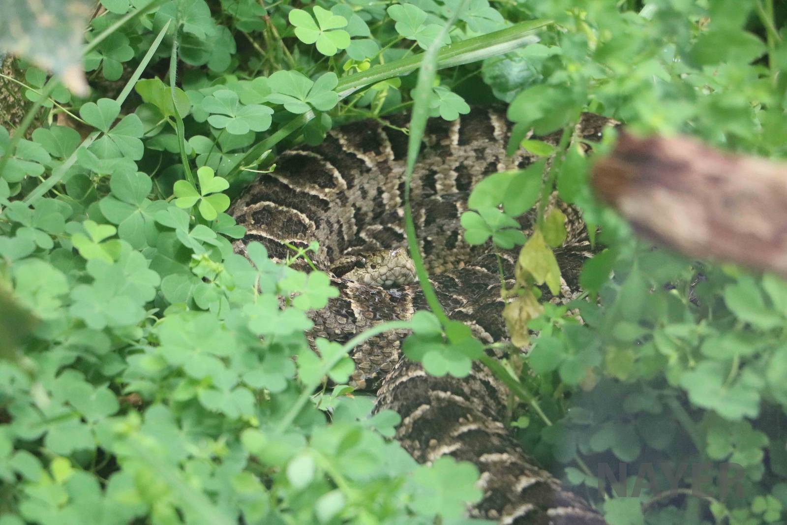 Nieuwied's lancehead, March 2016