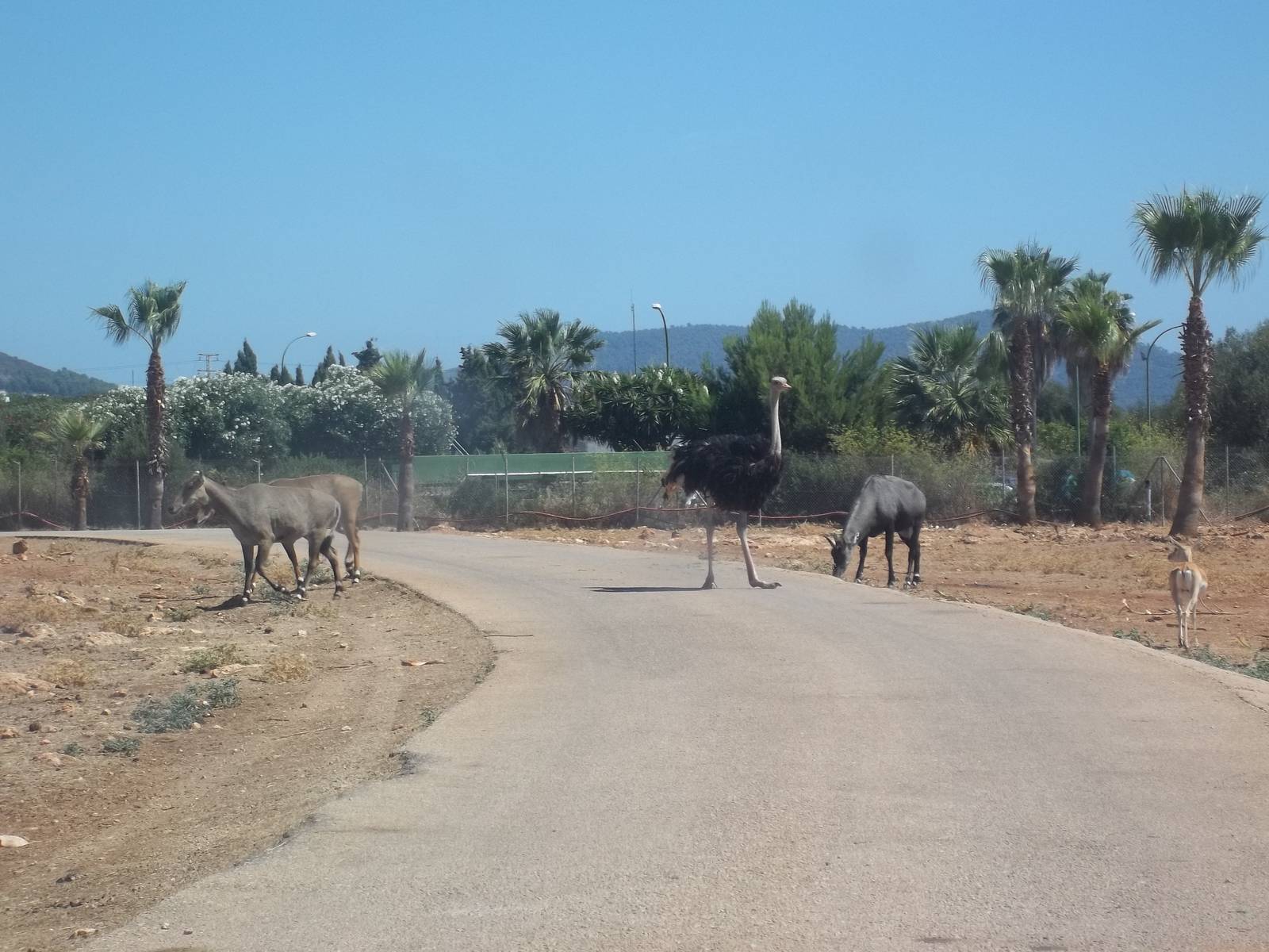 Nigali Antelope and Ostrich