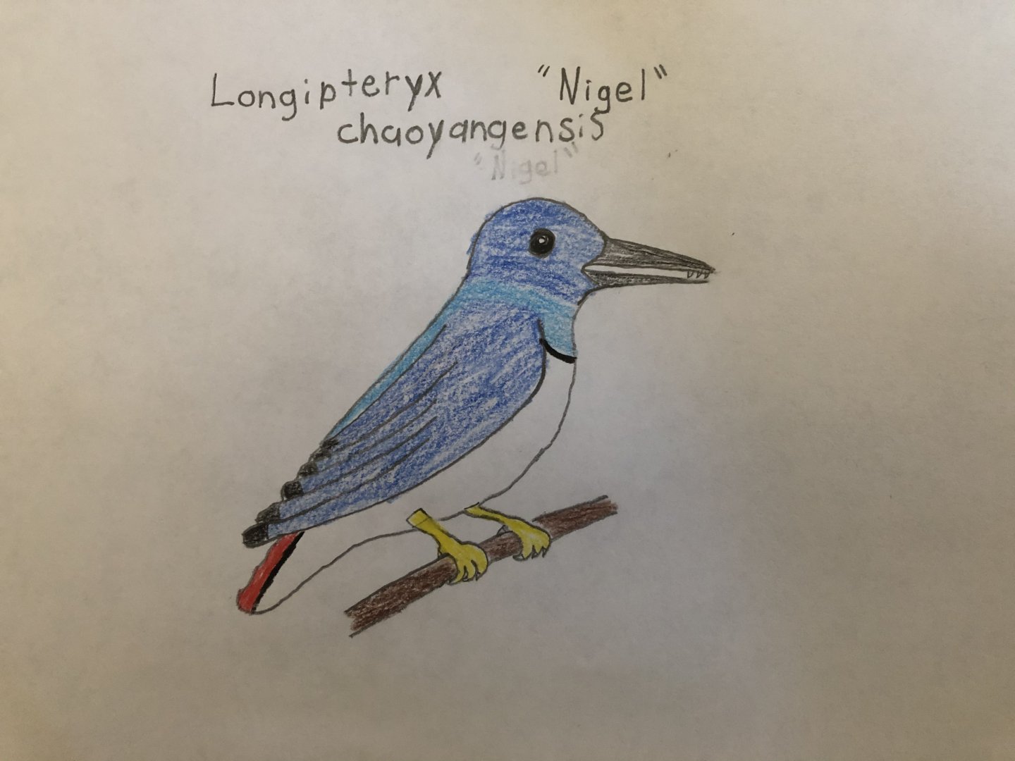 Nigel, Longipteryx chaoyangensis