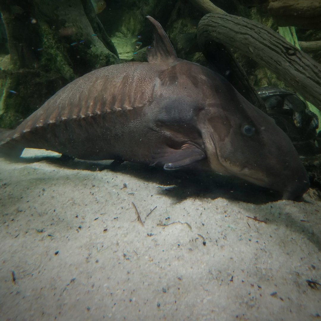 Niger Catfish (Oxydoras niger)