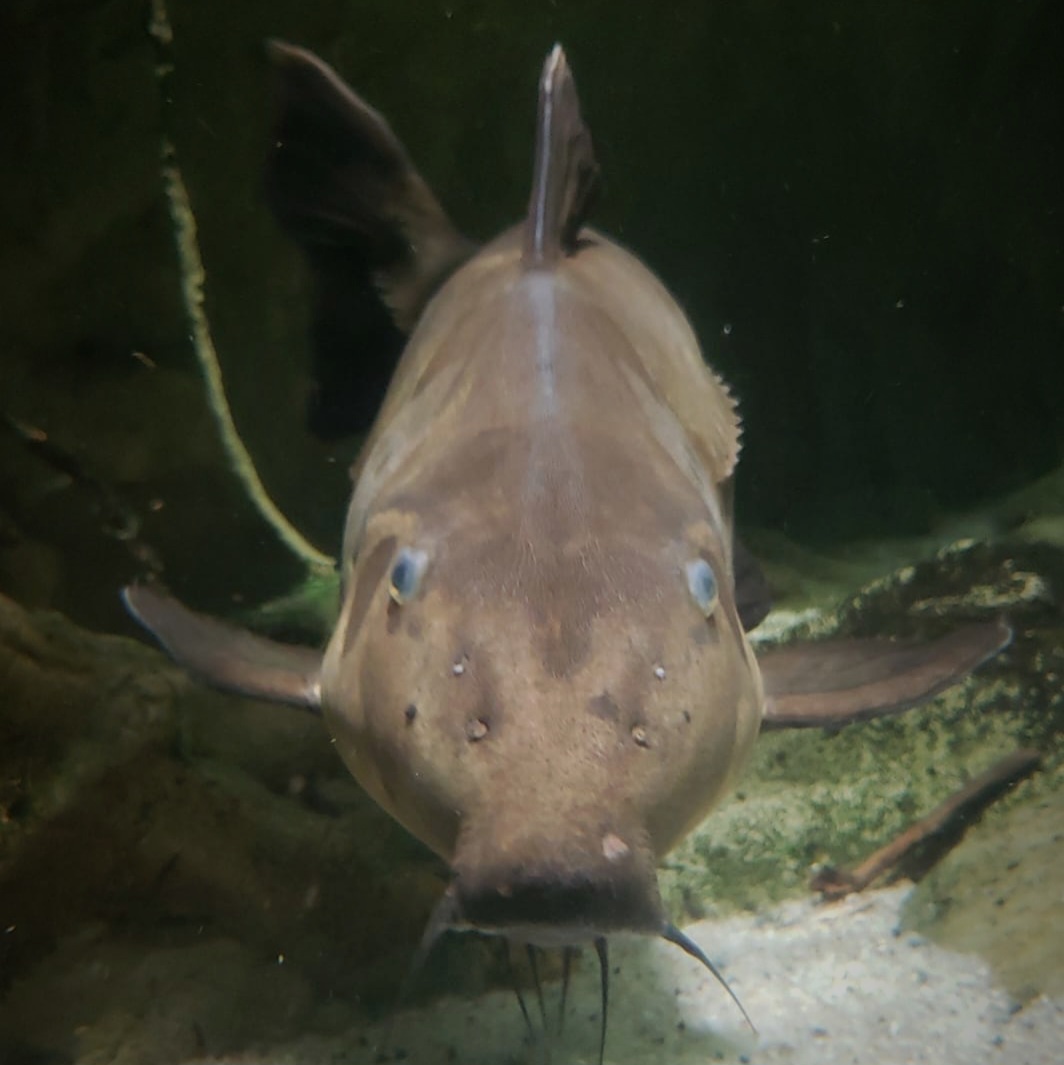Niger Catfish (Oxydoras niger)