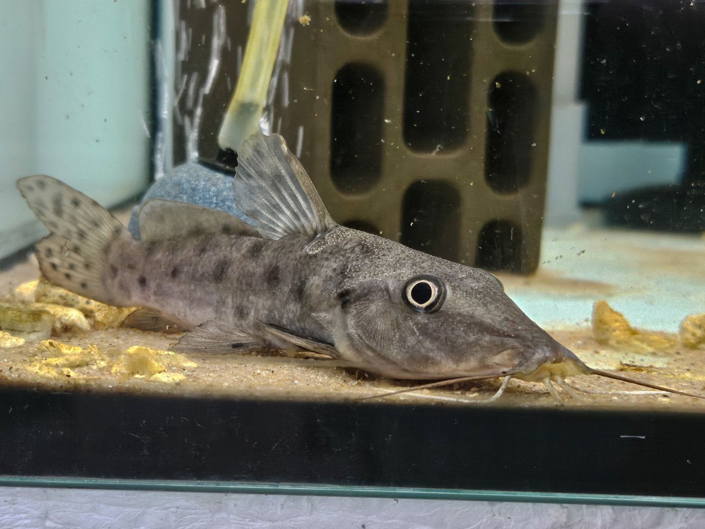 Niger Giraffe Catfish (Auchenoglanis biscutatus)