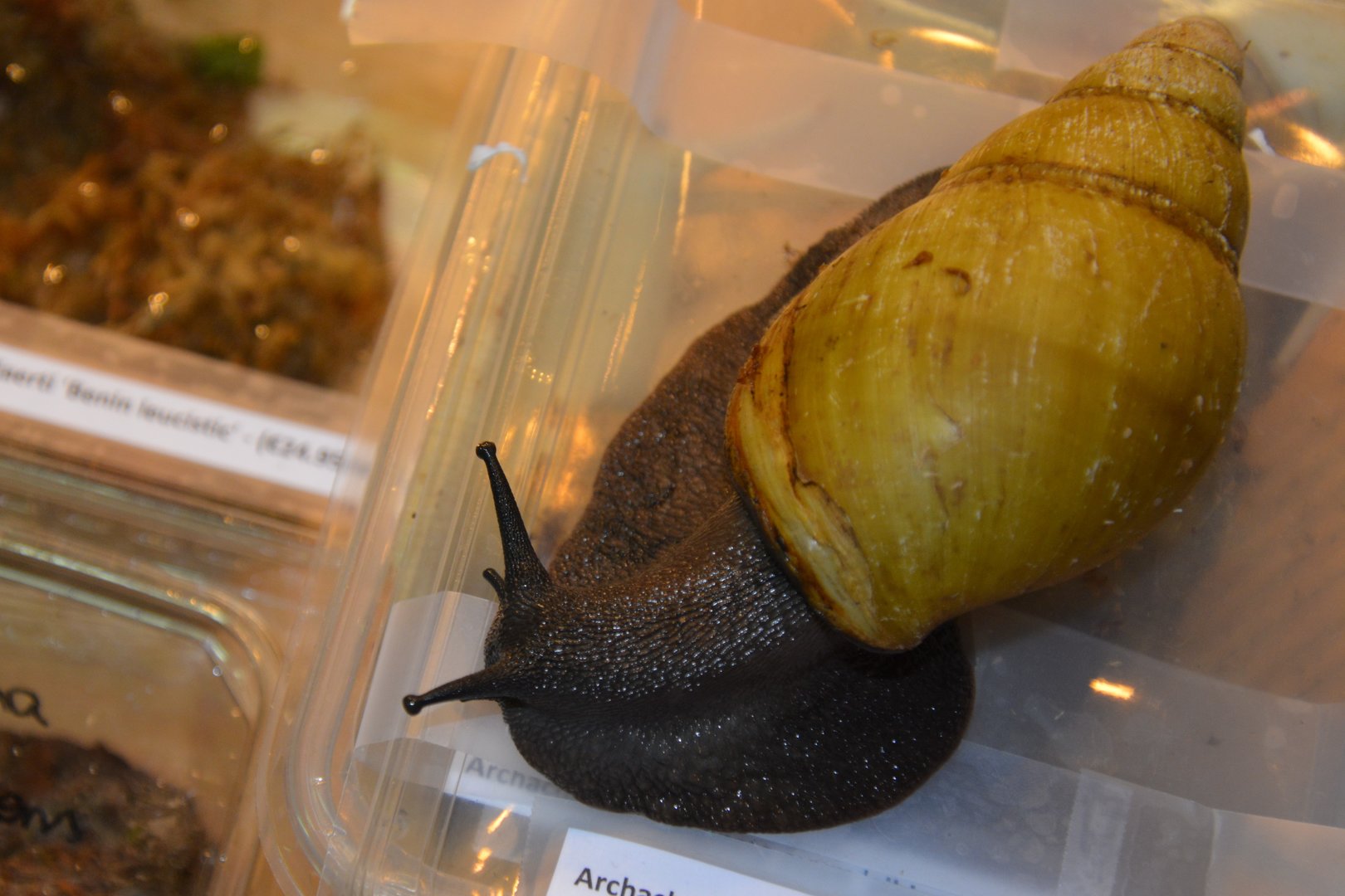 Nigerian albino shell giant snail (Archachatina marginata icterica)