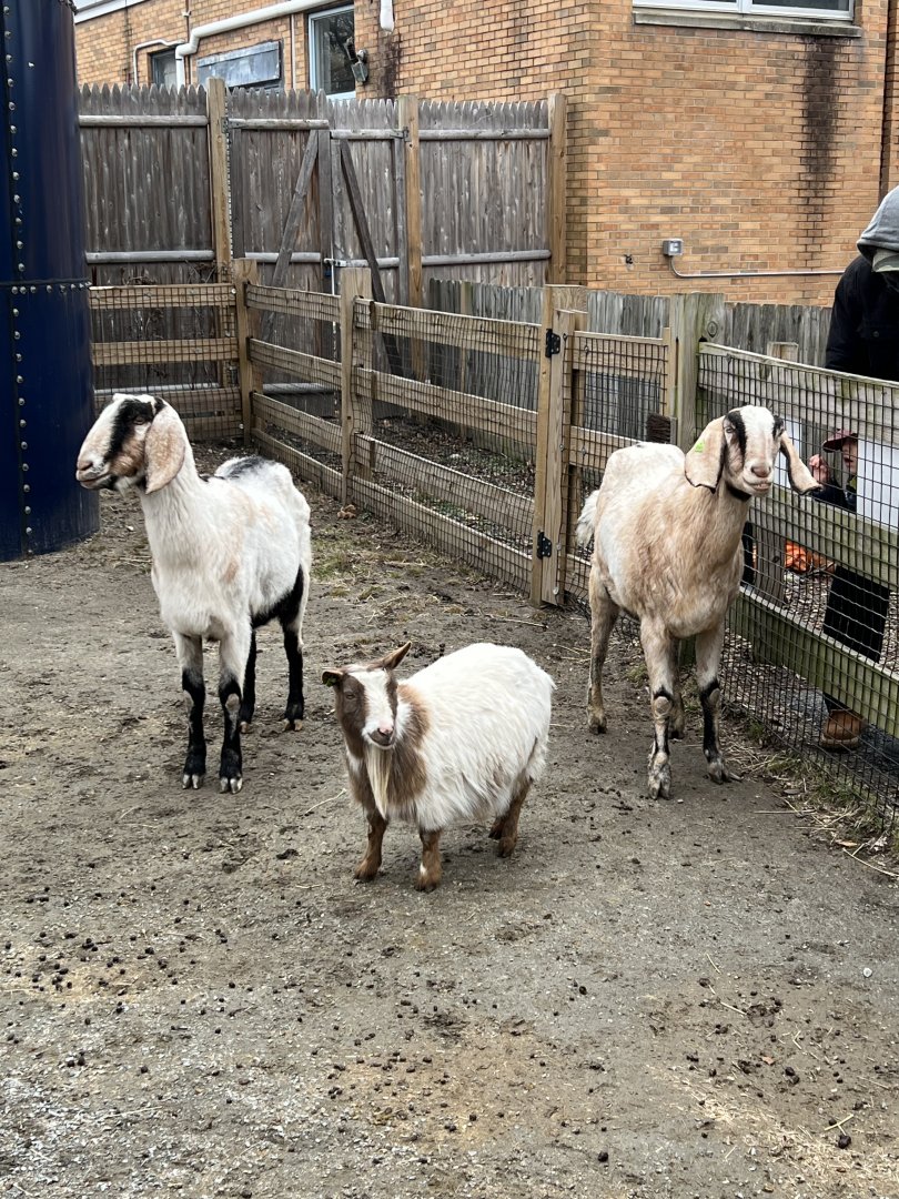 Nigerian Dwarf and Nubian Goats