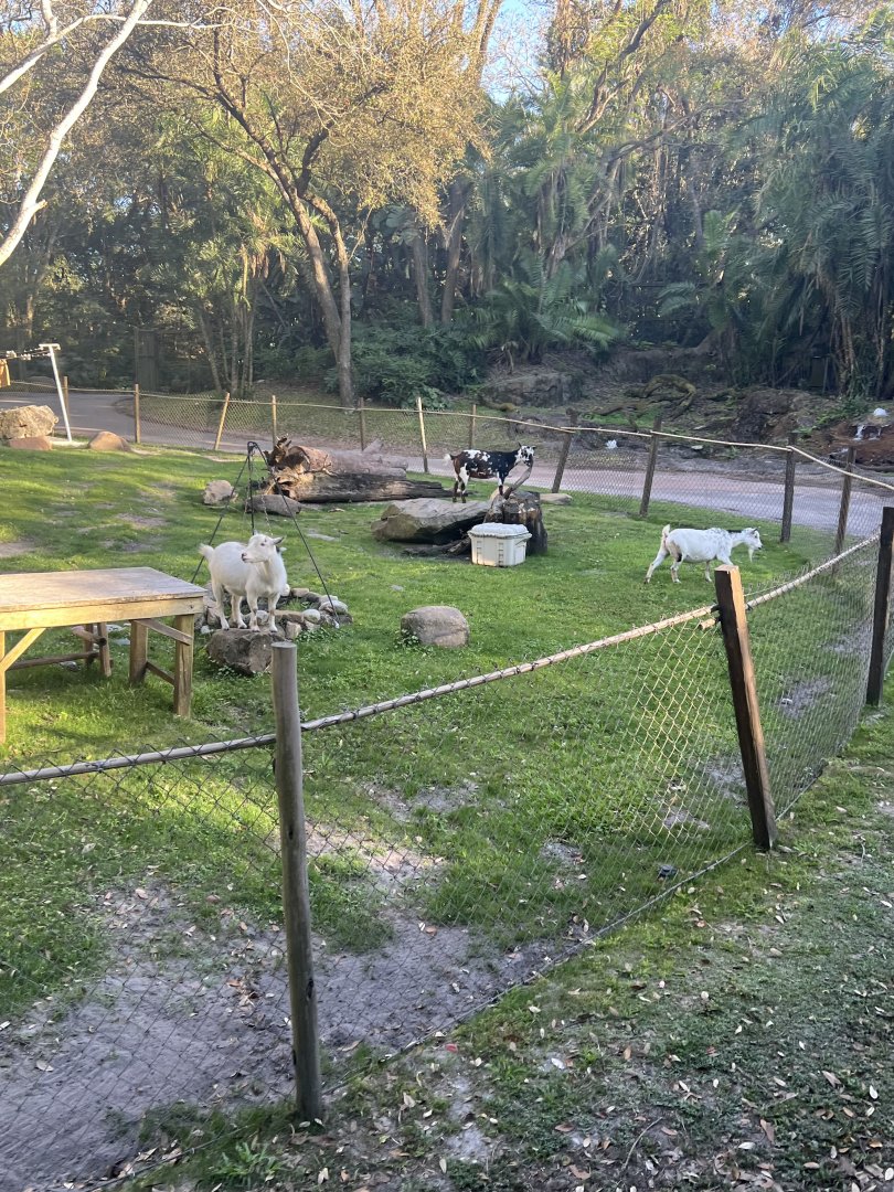 Nigerian Dwarf Goat Exhibit