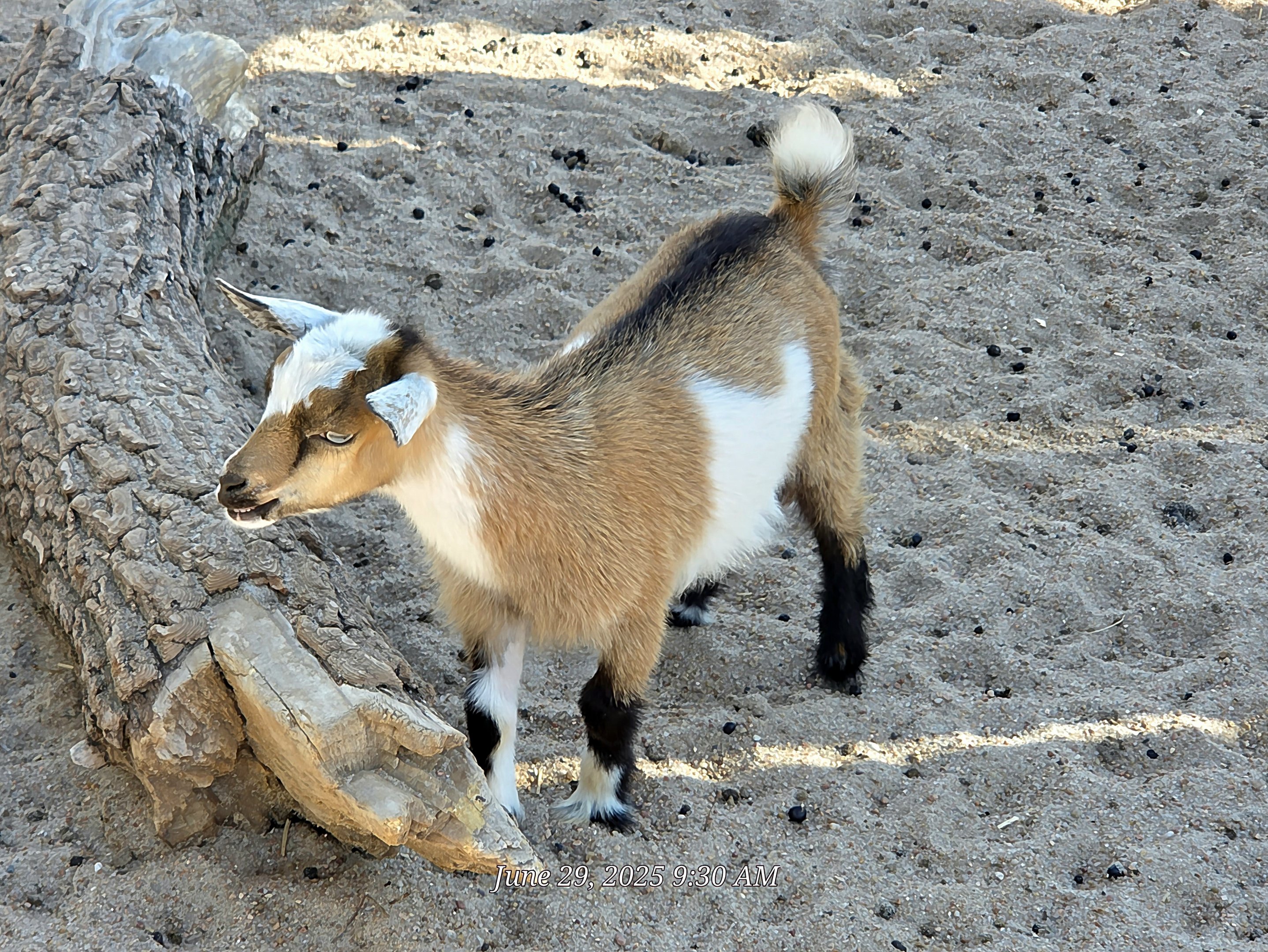 Nigerian Dwarf Goat-Tanganyika Wildlife Park