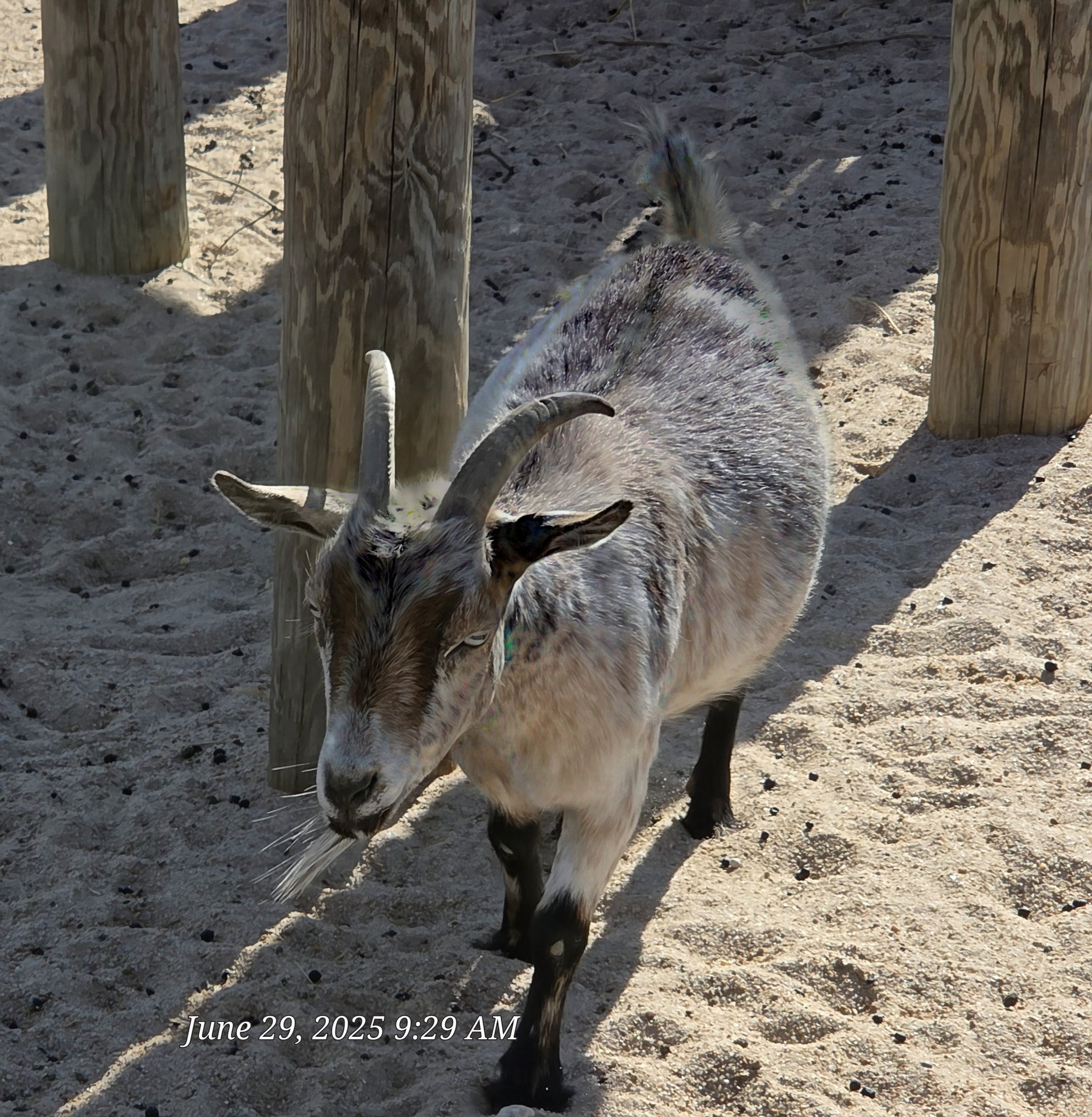 Nigerian Dwarf Goat-Tanganyika Wildlife Park