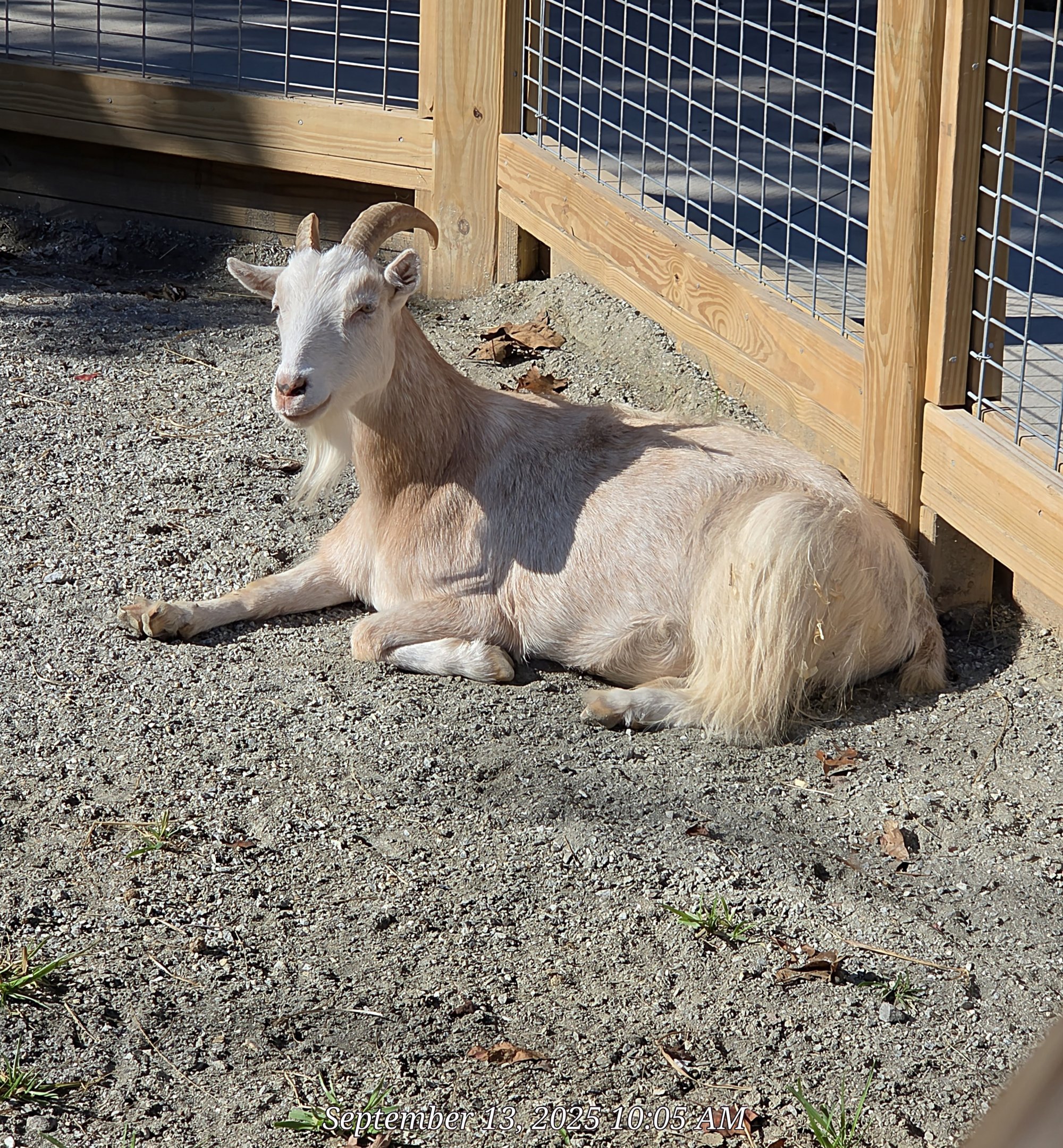 Nigerian Dwarf Goat - Western North Carolina Nature Center