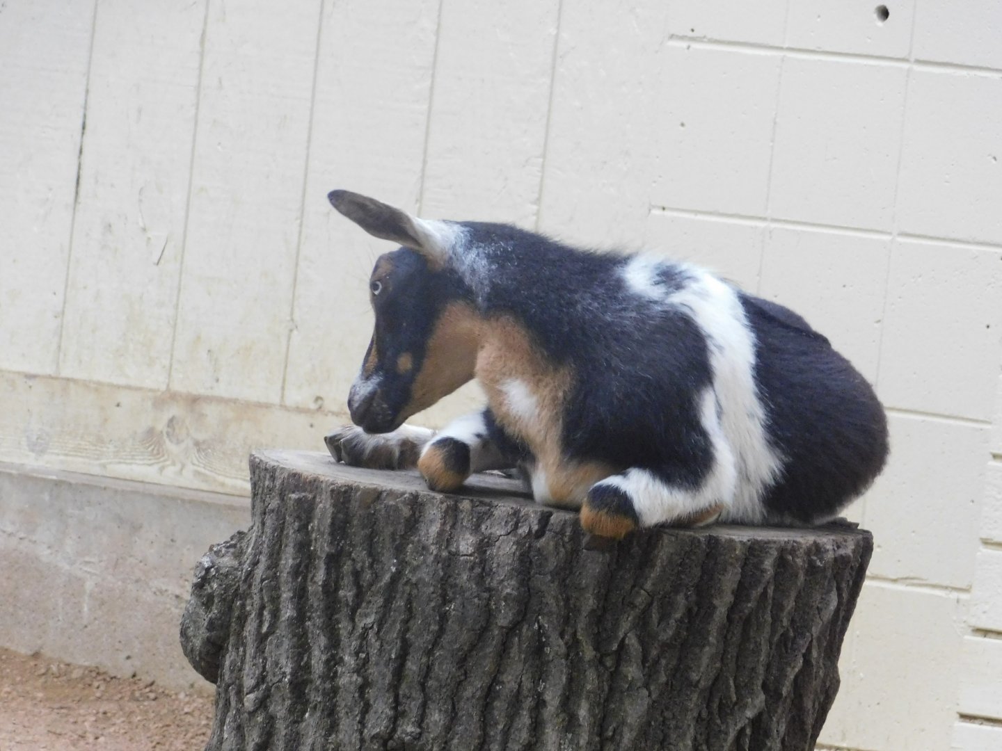 Nigerian Dwarf Goat