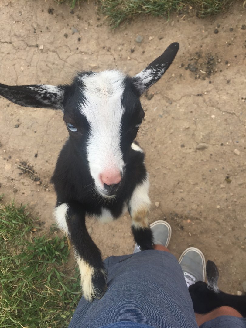 Nigerian Dwarf Goat