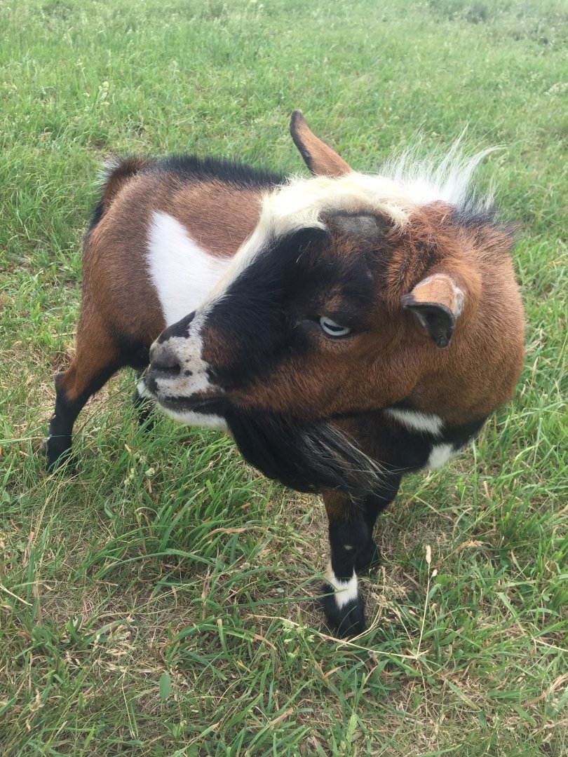 Nigerian Dwarf Goat