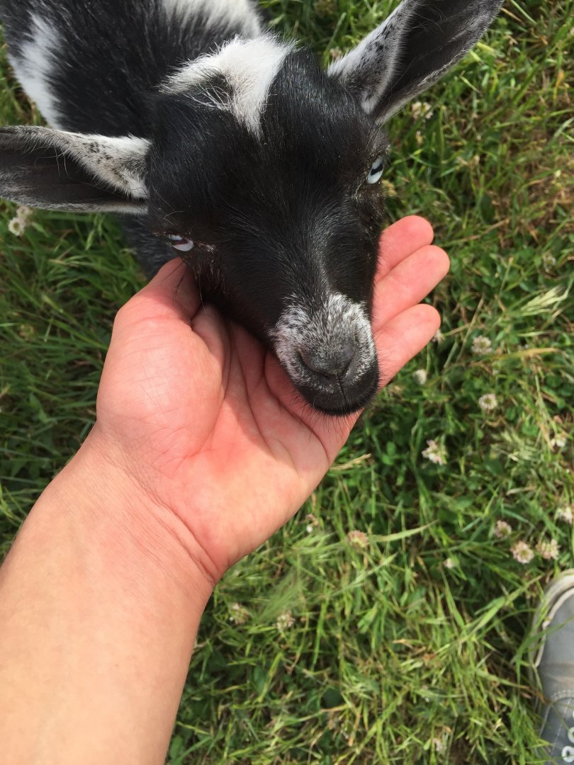 Nigerian Dwarf Goat