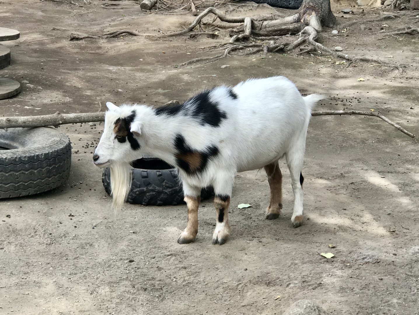 Nigerian Dwarf Goat