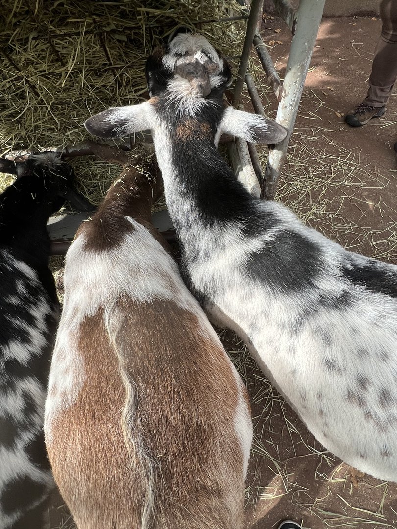 Nigerian Dwarf Goat