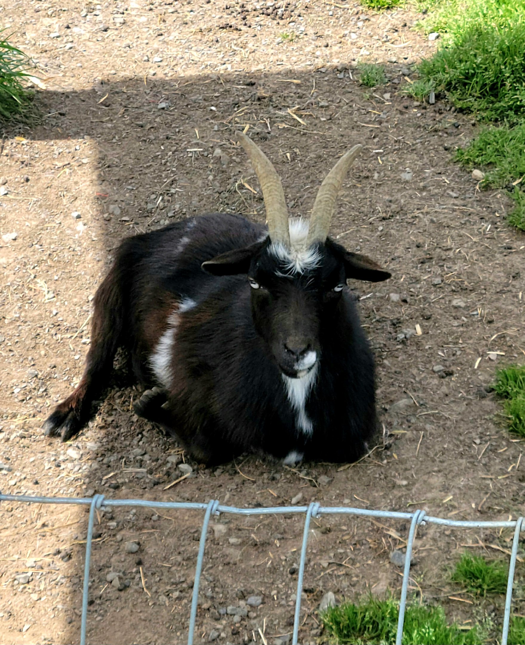 Nigerian Dwarf Goat